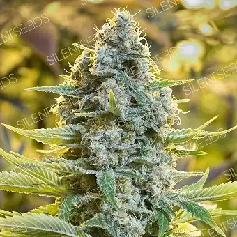 Насіння Moby Dick Feminized...