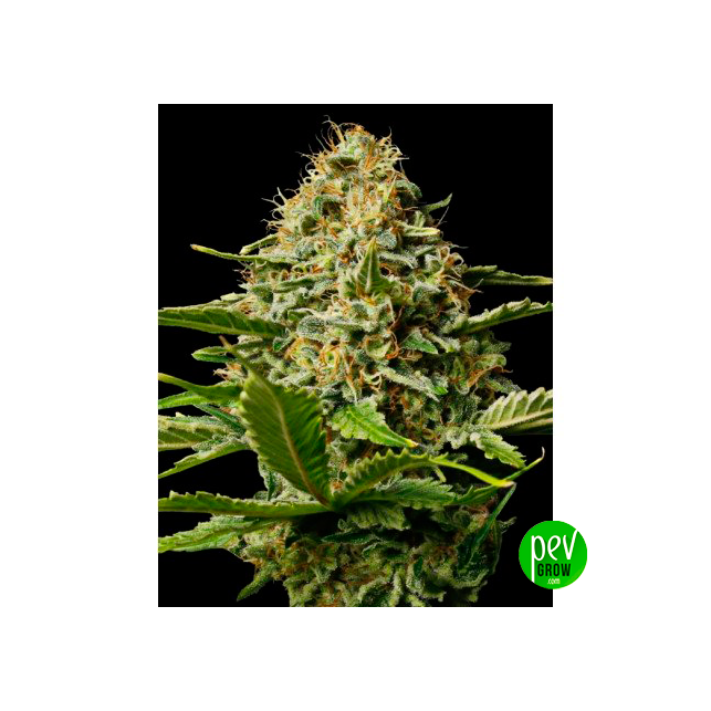 Critical Mango Silent Seeds