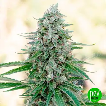 Critical Mango Feminized...