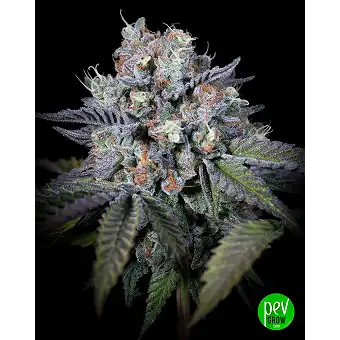 Purple Mints – Llavors...