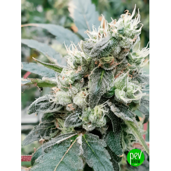 Lemonade Auto