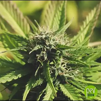 Mango Auto