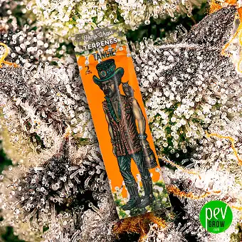 Hemp Wrap Terpenoak – Blunt...