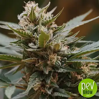 Cream Caramel Auto da Sweet...