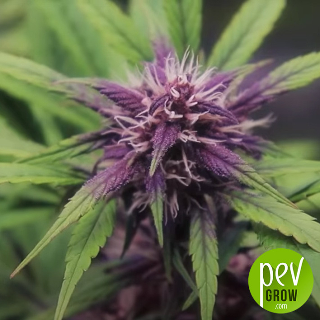 In the Red Versión de Sweet Seeds family, about 80% of the varieties acquire violet, purple or reddish tones in the flowers during flowering....