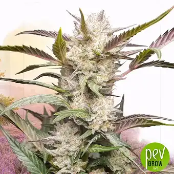 Tropicanna Poison F1 Fast...