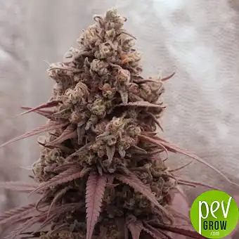 Red Hot Cookies – Sweet...