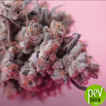 Auto Red Poison