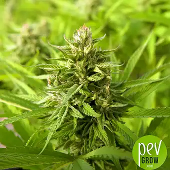 Cream Mandarine XL Auto від...