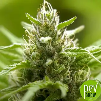 Green Poison F1 Fast...