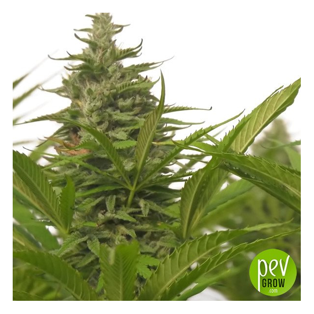 Jack 47 XL Auto Sweet Seeds Un clásico atemporal