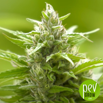 Green Poison