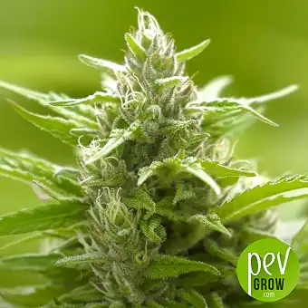 Sementes Feminizadas Green...