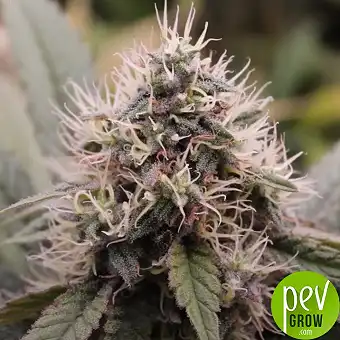 Bloody Skunk Auto® od Sweet...