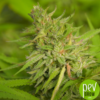 Cream Caramel (Medicinal)