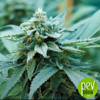 Green Poison XL Auto
