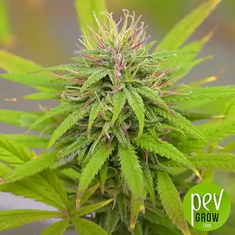 Sweet Amnesia Haze XL Auto...