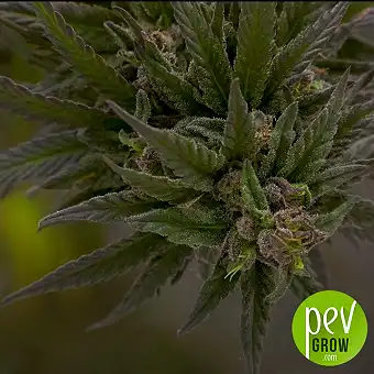 Red Strawberry Banana Auto®...