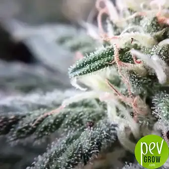 Killer Kush F1 Fast Version...