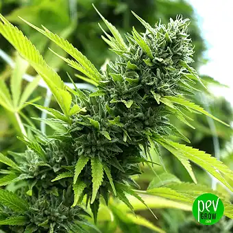 Sementes Feminizadas Banana...