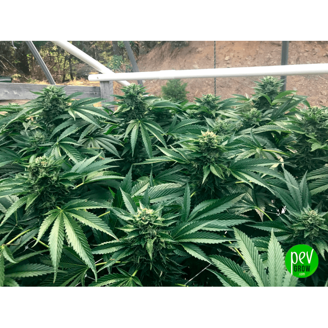 Cinnamon Buddha Og