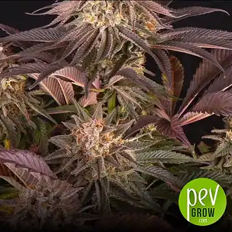 Florida Gaspack Feminized...