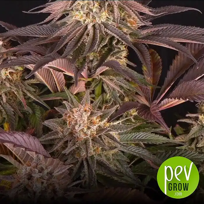 Marijuana Trichomes - Photos and Maturation Data - Pevgrow