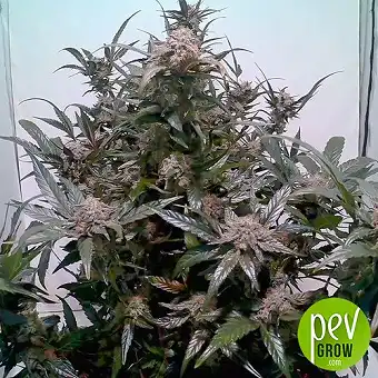 Peanut Butter Breath Fast...