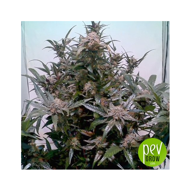 Peanut Butter Breath Fast Flowering Pide Humboldt Seeds PEV