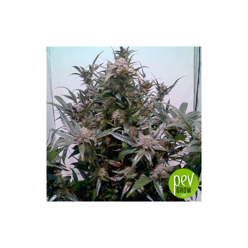 Peanut Butter Breath Fast Flowering Pide Humboldt Seeds PEV