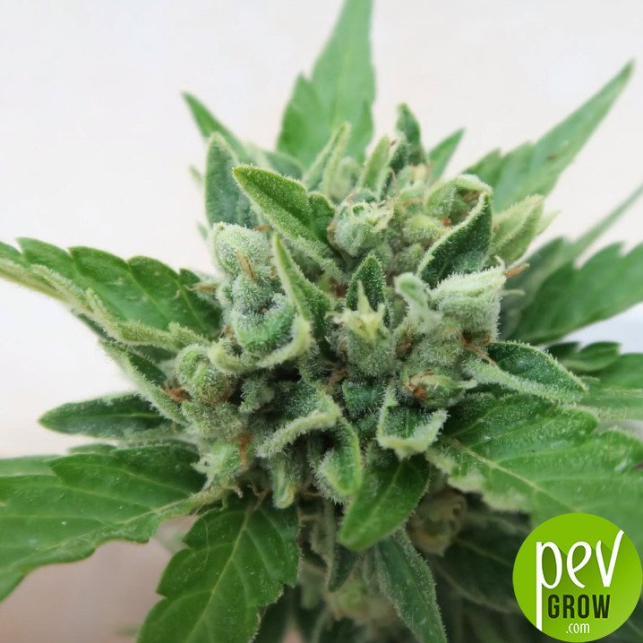 Cinnamon Buddha Og