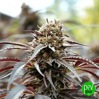 White Runtz Hızlı...