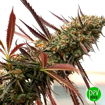 Sementes Feminizadas Ghost...