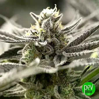 OGKZ Auto Gefeminiseerde...