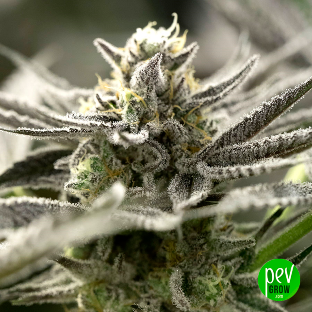OGKZ Auto Humboldt Seeds