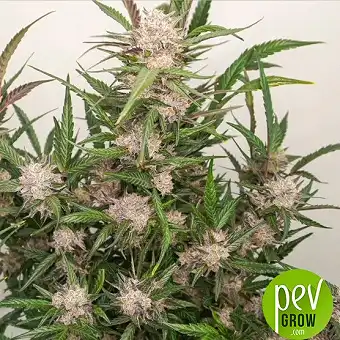 Alien Moonrocks Dişi...