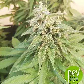 Alien Gorilla Feminisierte...