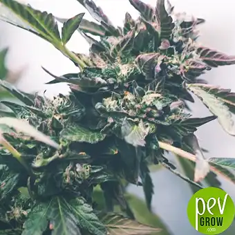 Caramba Paradise Seeds –...