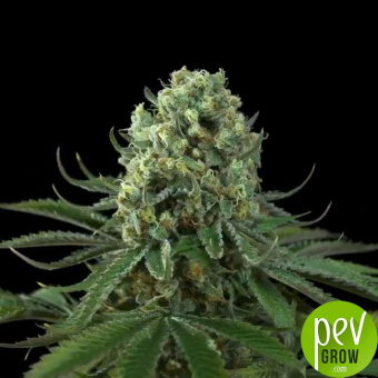 Gulupa Paradise Seeds