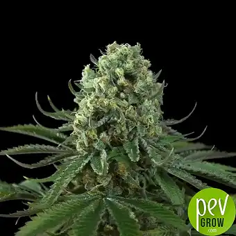 Gulupa Paradise Zaden –...