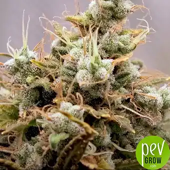 Mimosa Bruce Banner XL Auto...