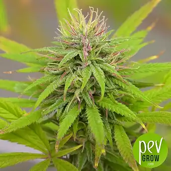 Red Mimosa XL Auto by Sweet...