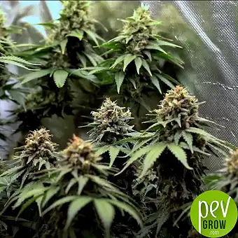 Sweet Mandarine Zkittlez F1...