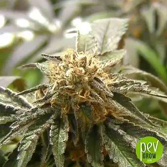 Strawberry Cola Sherbet F1...