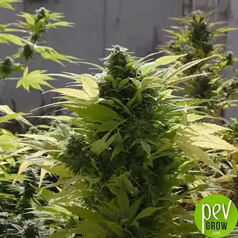 Auto Zombie Kush Dişi...