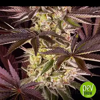 Σπόροι Seriotica Feminized...