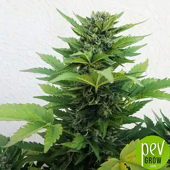 Serious Seeds'ten Kalibubba...