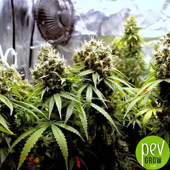 Blue Skunk Gefeminiseerde...