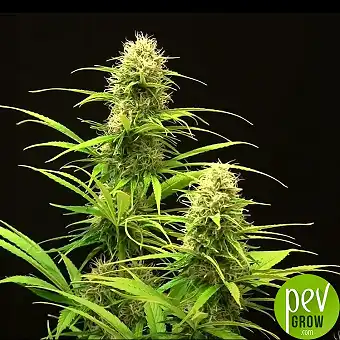 Critical Runtz Dişi...