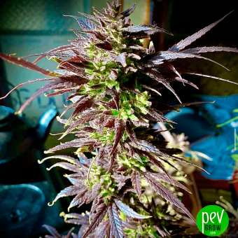 Tezla OG